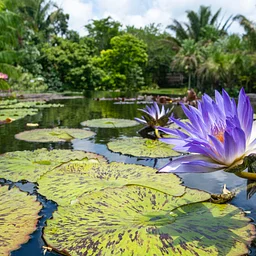 Walk Among the Waterlilies