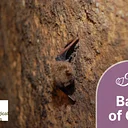 Bats of Ohio