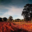Amador Wine Country