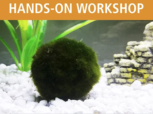 Marimo Moss Ball Aquarium