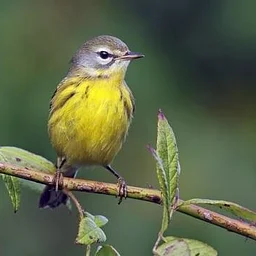 Birding and Photography Walk in the Trout Brook Valley Orchard