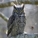 Amazing Owls