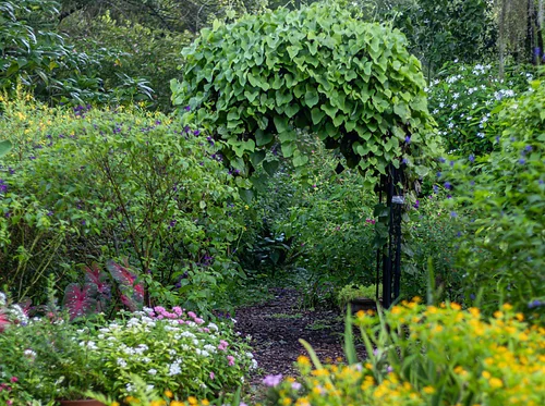 Florida Plant Walk & Tea Experience