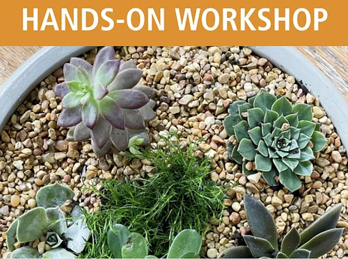 Succulent Dish Gardens