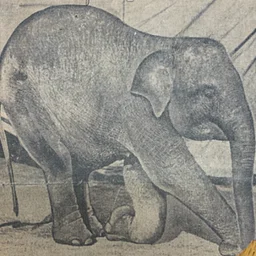 History of the Elephant Barn, the New Deal WPA Sculpture, and the 415 Society