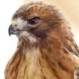 Wildlife Center of Long Island