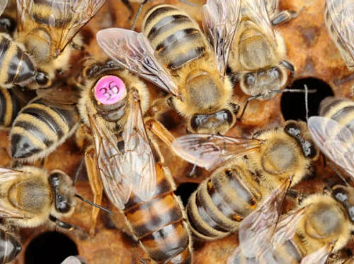 SETX Local BeeKeepers Meeting