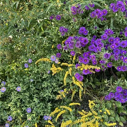 Planting Guide for Fall Color (Online)