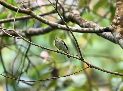 Informing Conservation with Audubon's Migratory Bird Tracking Program