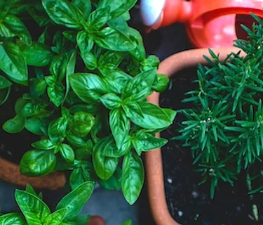 From Landscape to Foodscape: Introduction to Container Gardening