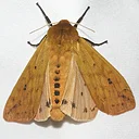Mothing: A Nocturnal Adventure