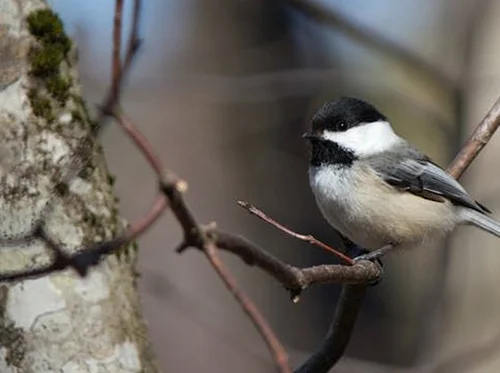 Nature Walk: Birds | Registration Required