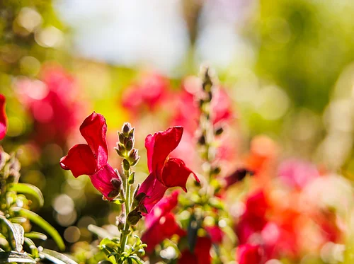 Garden Workshop: Propagation with the Gardens & Horticulture Team