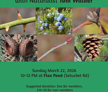 Winter Tree and Shrub ID Walk with Tom Walker