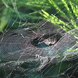 Outdoor Adventures – Spiders