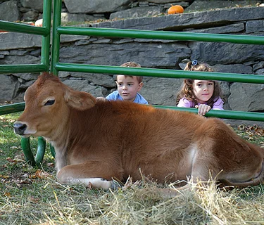 Dairy Celebration