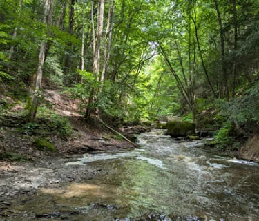 Forest Health Hike at the Wesley Hill Nature Preserve