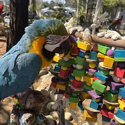 Spring Painting with Parrots! (AM Session) (Copy)