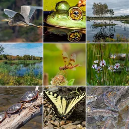 BioBlitz