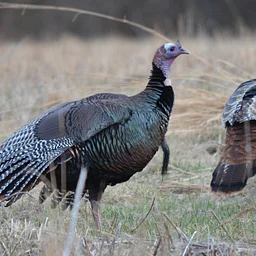 Turkey Walk