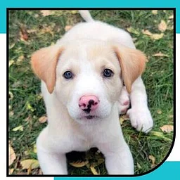 Puppy Day!!!