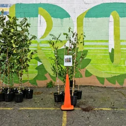 Detroit Community Tree Giveaway