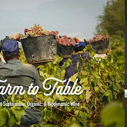 Farm to Table: A look at Sustainable, Organic & Biodynamic Wine