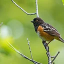 Audubon Bird Walk
