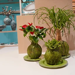 Create Your Own Kokedama