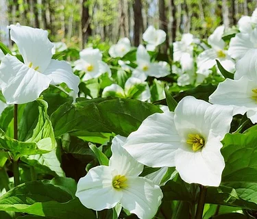 Spring Beauty Wildflower Walk
