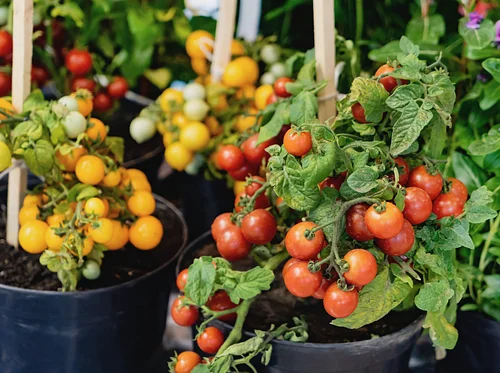 Garden Learning Series- Edible Elegance