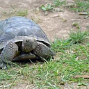 Nature Explorers – Turtles