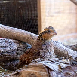 Saturday with a Scientist: Winged Wonders