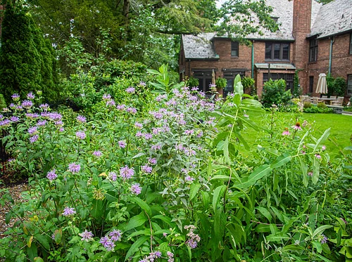 Stewardship and Your Backyard 