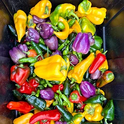 Franklinton Farms