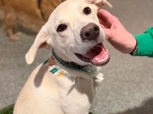Rescue Dog Meet Up