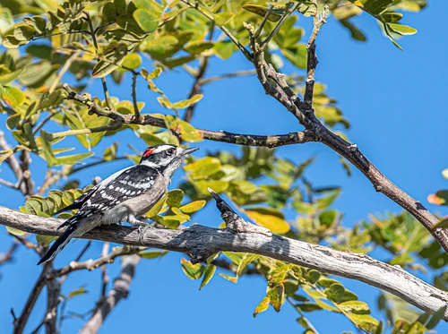 Birding in the Garden