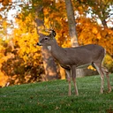 Vacation Drop-Off Day: Wildlife Wonders (Ages 3-4)