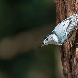 Birding by Van (Marshfield)
