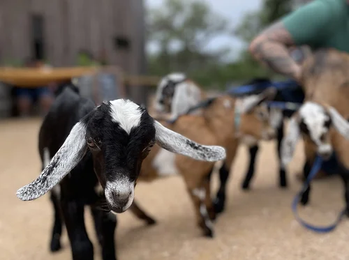 Mother’s Day Saturday: Mini Goat Snuggles with Goat Shenanigans