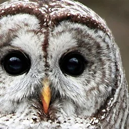 Owls of New England