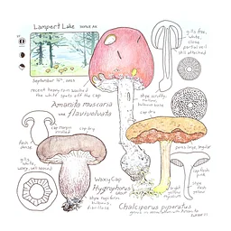 The Art of Mushrooms: Watercolor Workshop with Kim McNett