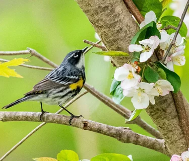 Destination Birding with a Scone: Colby-Philips Trails (Hanover)