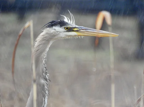 Joint Bird Walk with SoFo Natural History Museum - Mashomack Preserve, Shelter Island
