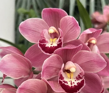 Orchids 101