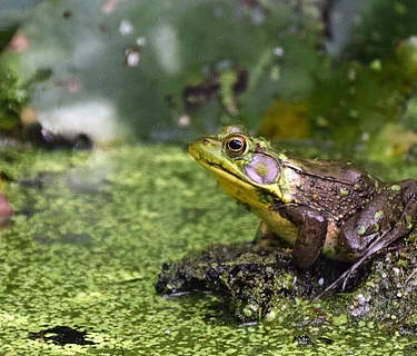 Nature Explorers – Amphibians