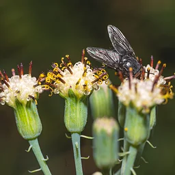 Bug Buddies: Flies & other Decomposers