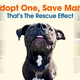 ASPCA “The Rescue Effect” Fee Waived Adoption Event