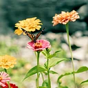 Science Saturday: Monarch Magic!