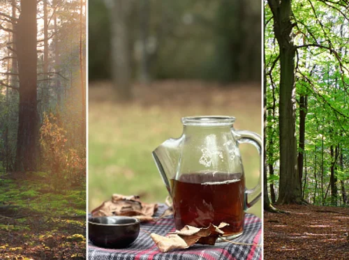 Forest Therapy Class: Forest Bathing
